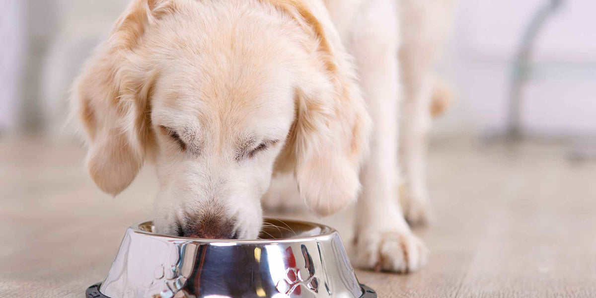 Best Supplements to Add to Dog Food PetWell